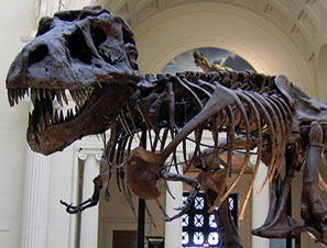 Квест по Палеонтологическому музею